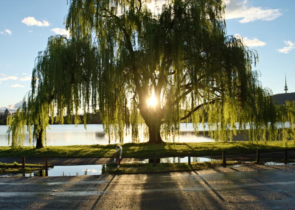 A Willow Tree